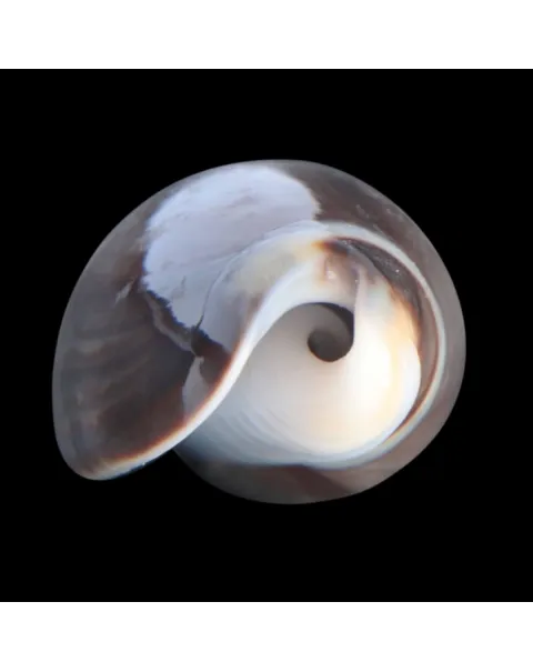Oliva Bulbosa Tigrina Fallax