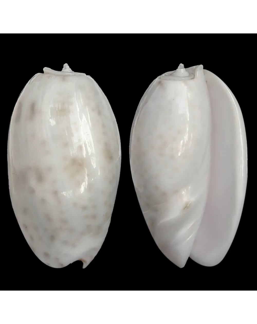 Oliva Bulbosa Tigrina