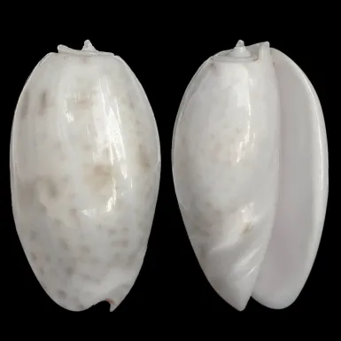 Oliva Bulbosa Tigrina