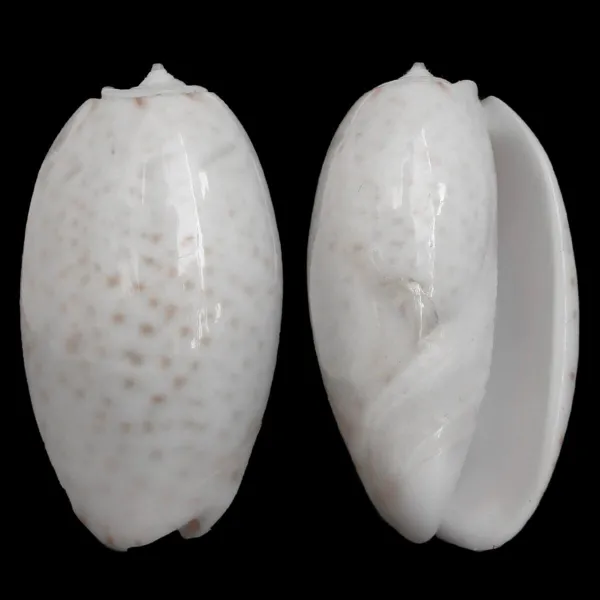 Oliva Bulbosa Tigrina