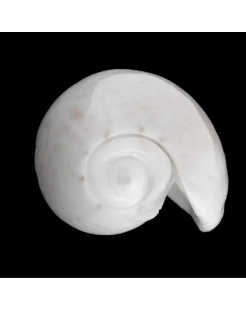 Oliva Bulbosa Tigrina