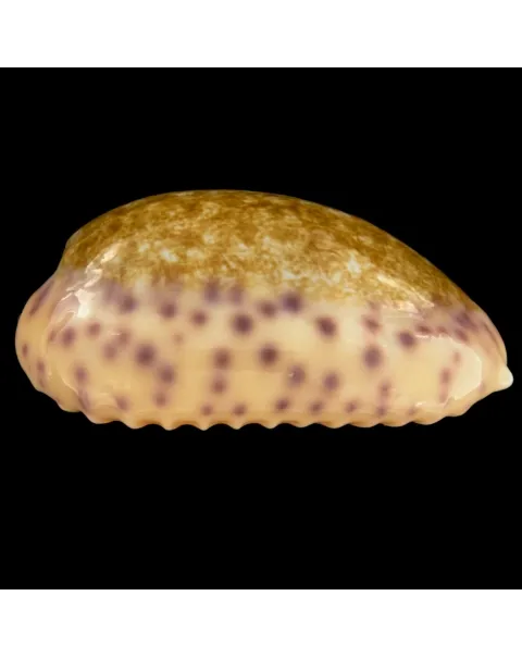 Ovatipsa Chinensis Variolaria