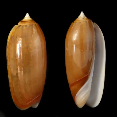 Oliva Irisans f. Cryptospira