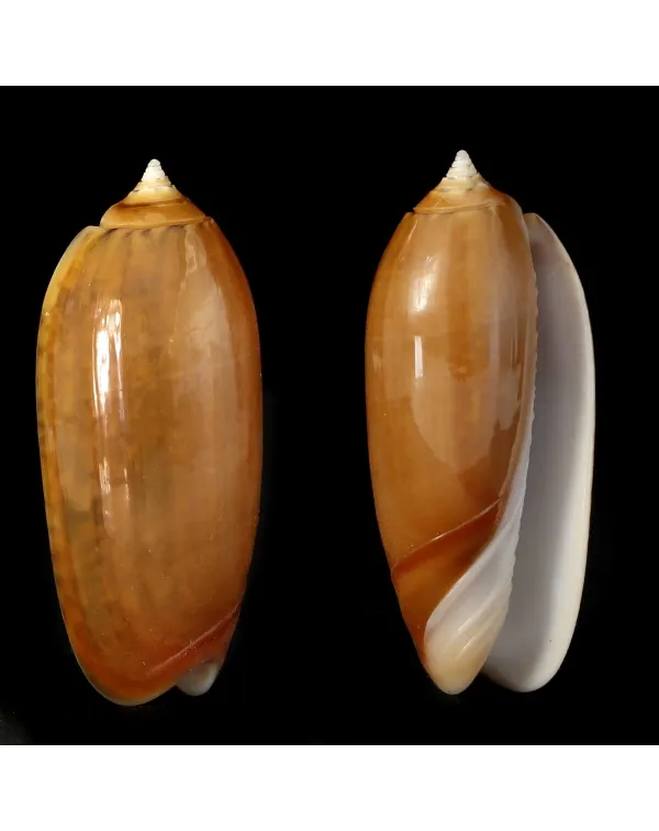 Oliva Irisans f. Cryptospira