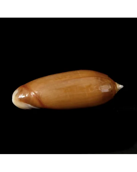 Oliva Irisans f. Cryptospira