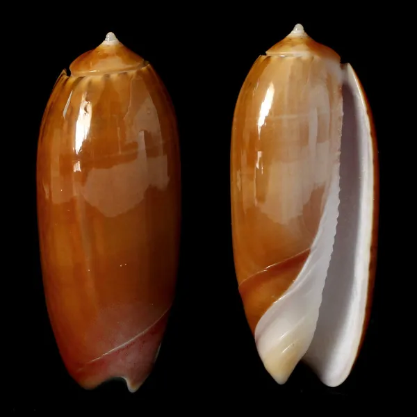 Oliva Irisans f. Cryptospira