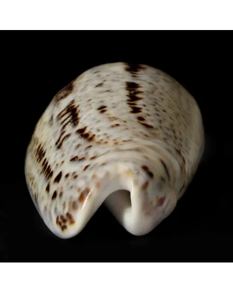 Oliva Incrassata