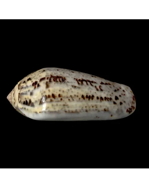 Oliva Incrassata