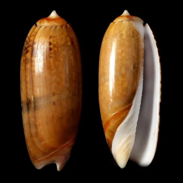 Oliva Lignaria