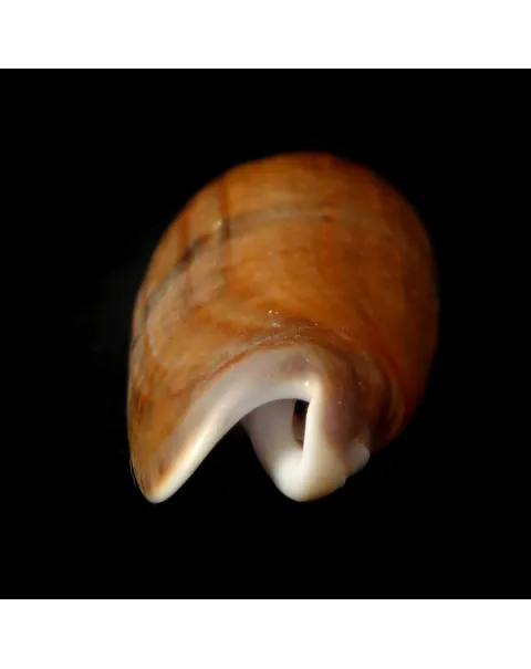 Oliva Lignaria