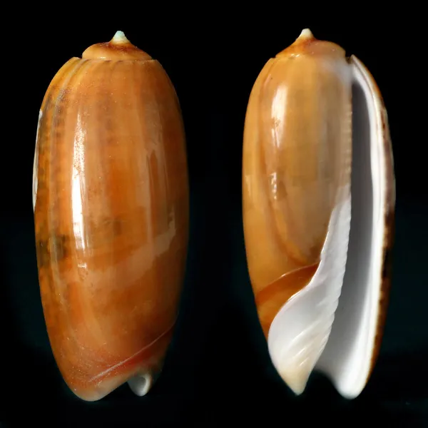 Oliva Lignaria