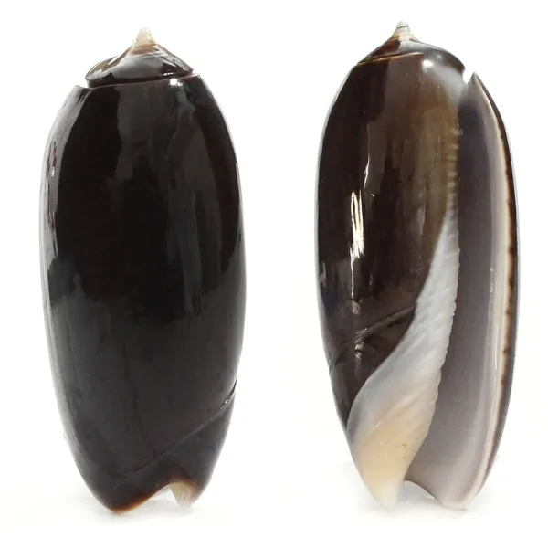 Oliva Lignaria