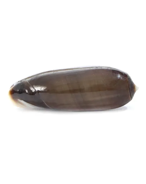 Oliva Lignaria
