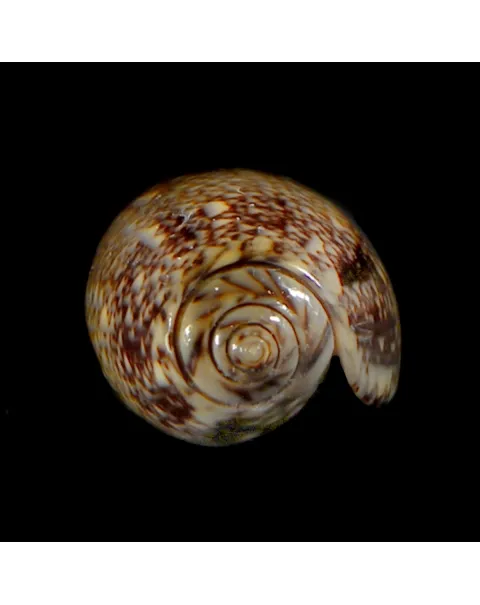 Oliva Reticulata