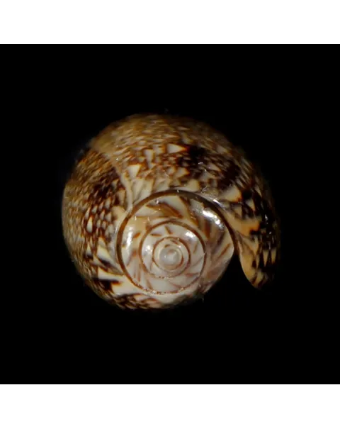 Oliva Reticulata