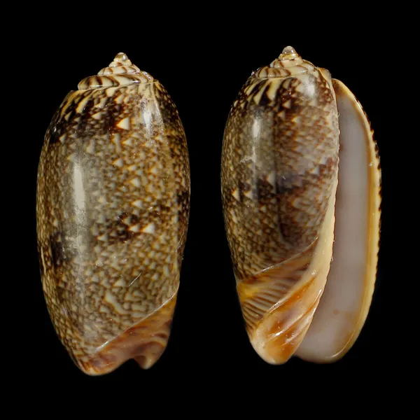 Oliva Reticulata