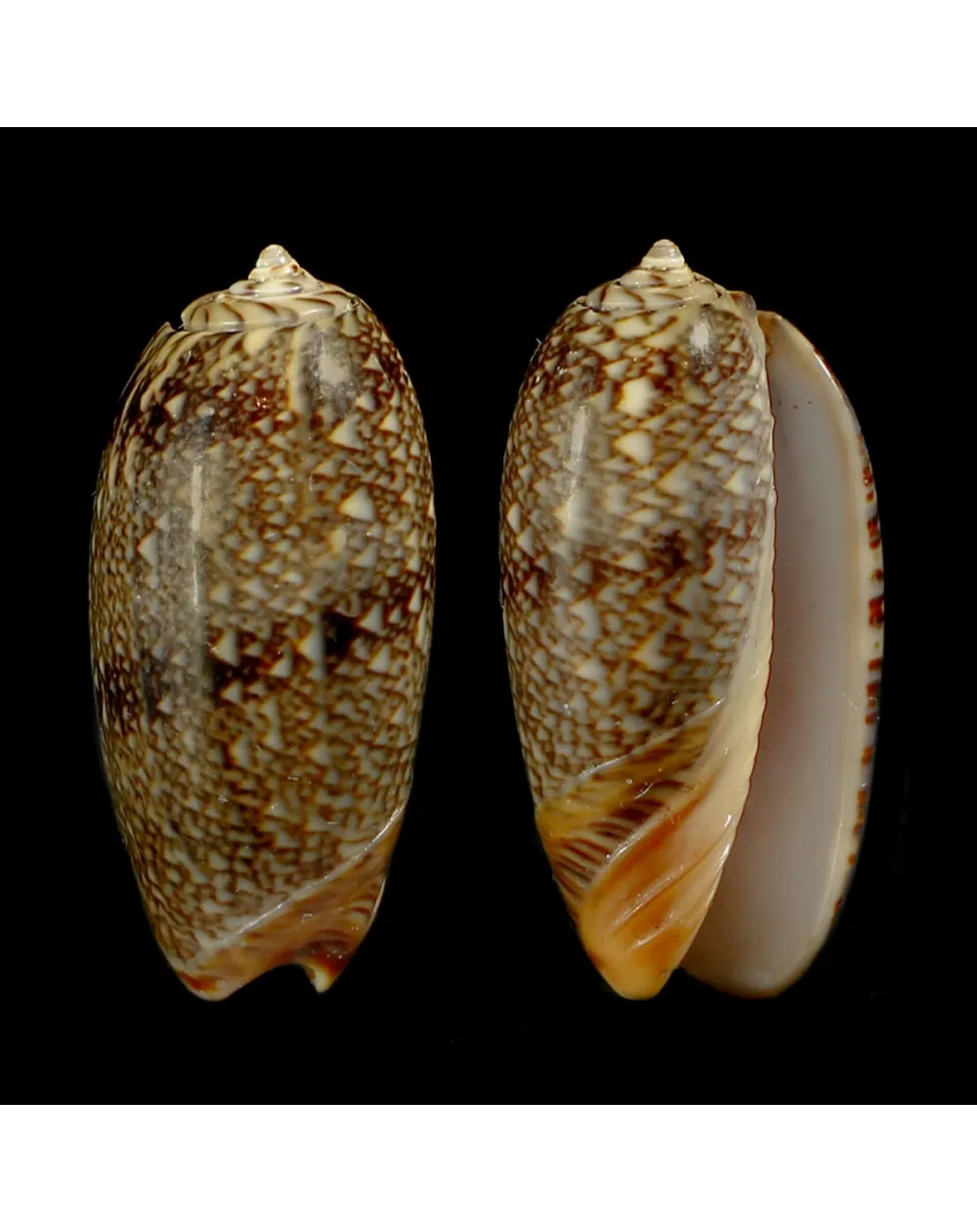 Oliva Reticulata