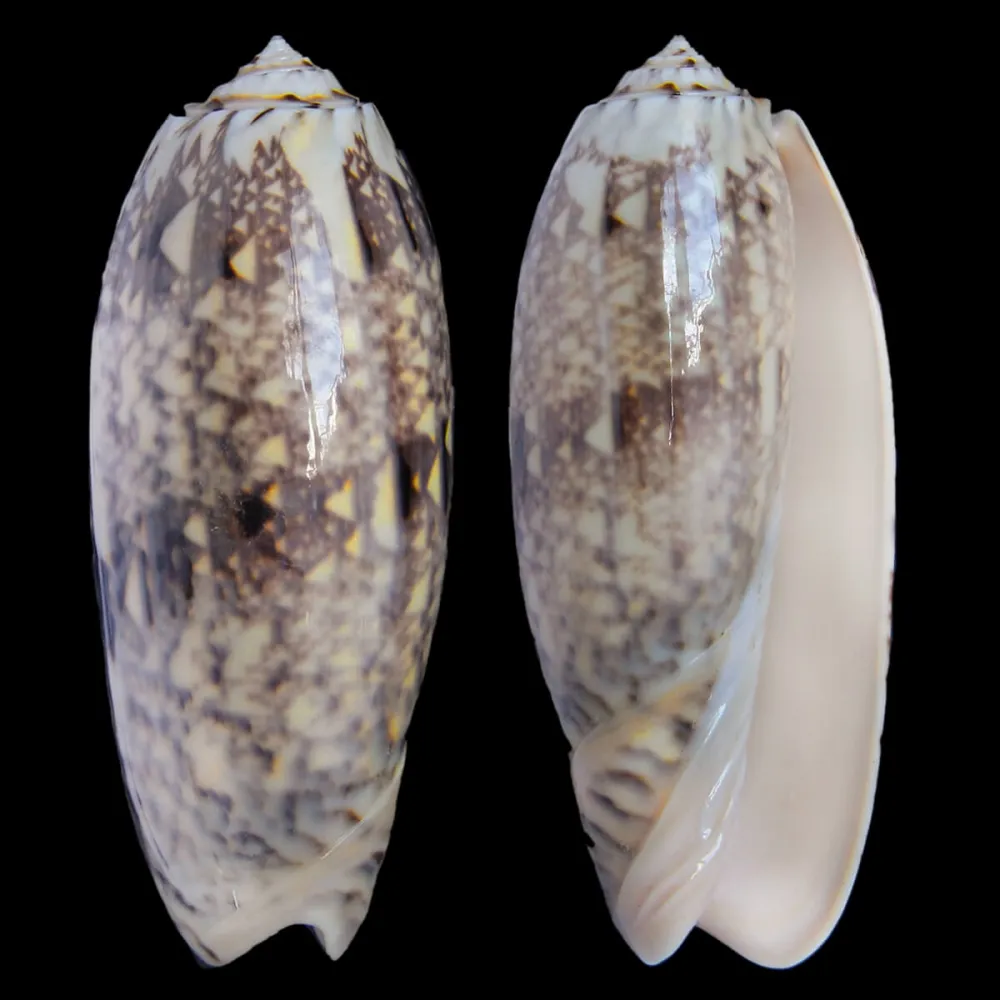  Oliva Tremulina F. Flammeacolor