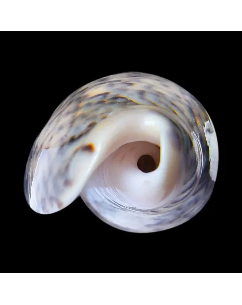  Oliva Tremulina F. Flammeacolor