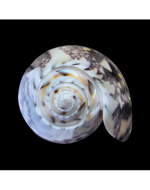  Oliva Tremulina F. Flammeacolor