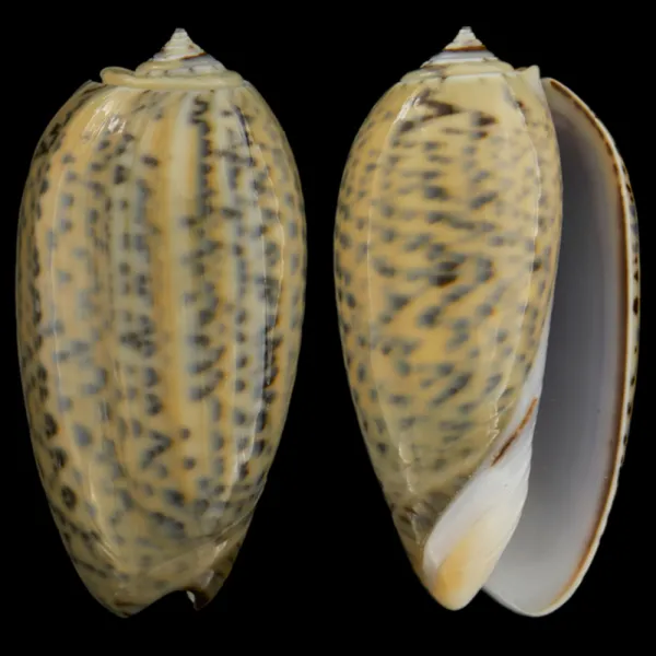 Oliva Tigrina