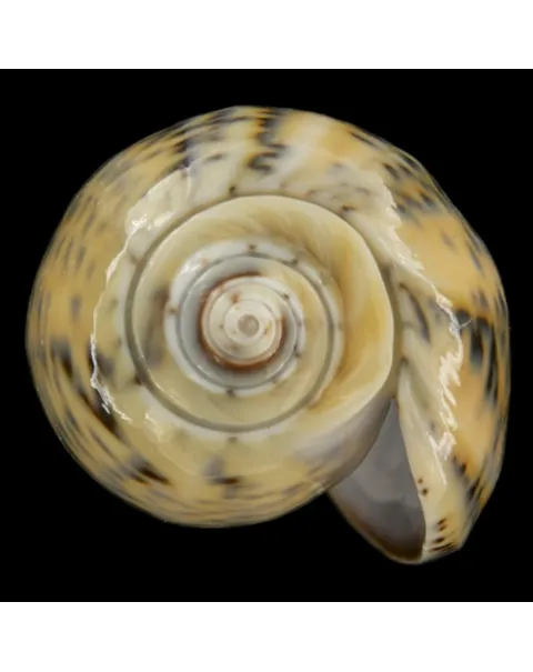 Oliva Tigrina