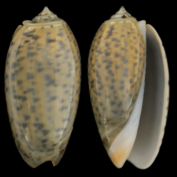 Oliva Tigrina