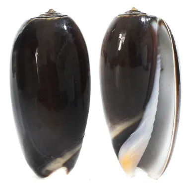 Oliva Tigrina F. Fallax