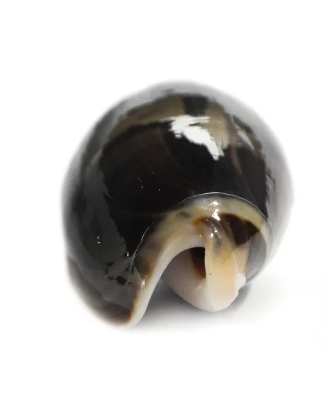 Oliva Tigrina F. Fallax
