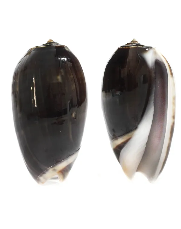 Oliva Tigrina F. Fallax