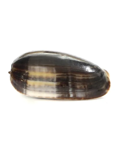 Oliva Tigrina F.Fallax