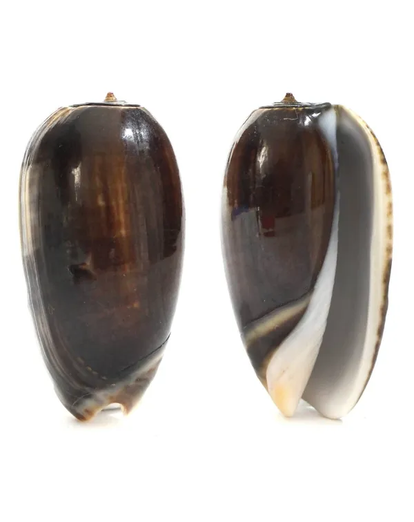 Oliva Tigrina F.Fallax