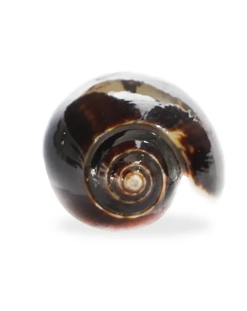 Oliva Tigrina F.Fallax