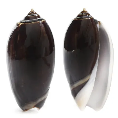 Oliva Tigrina F.Fallax