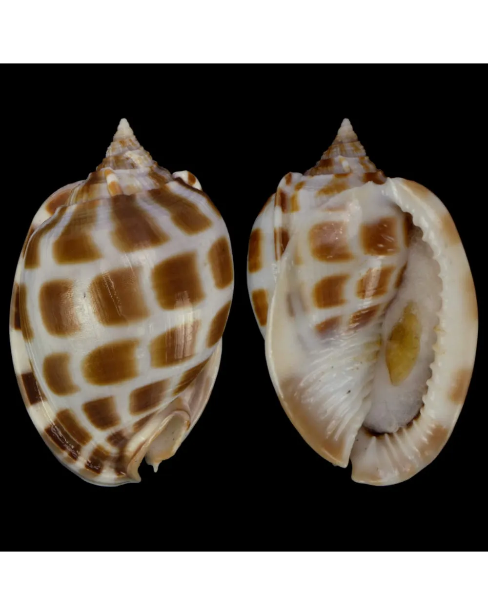 Phalium Areola
