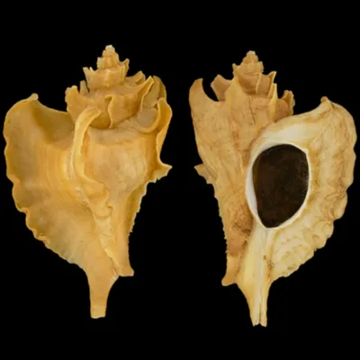 Pteropurpura Adunca Adunca