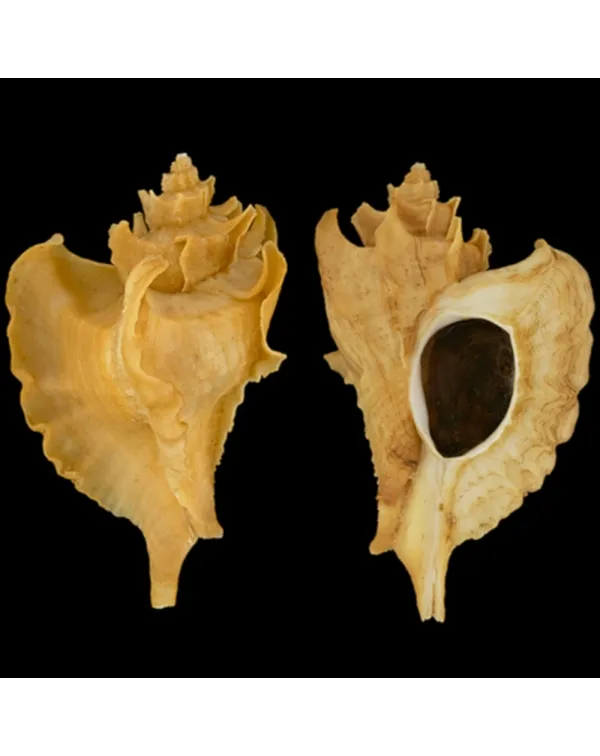 Pteropurpura Adunca Adunca