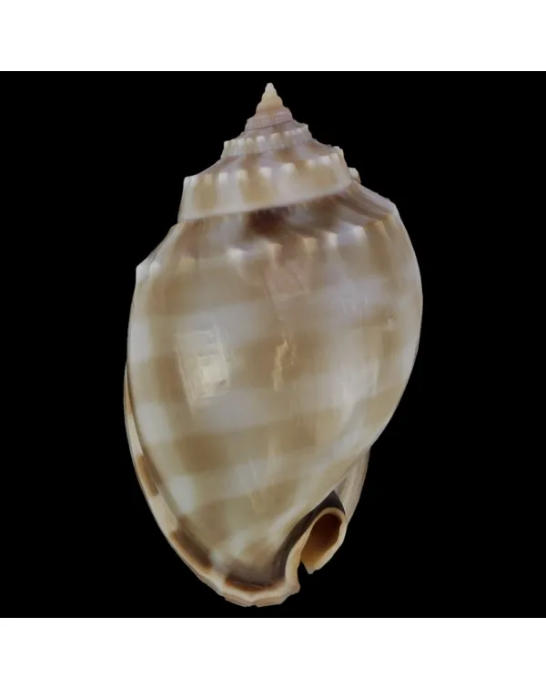 Phalium Bandatum 