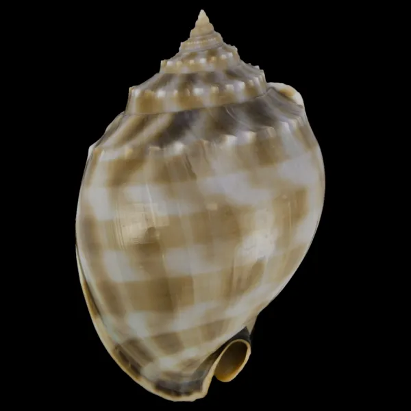 Phalium Bandatum 