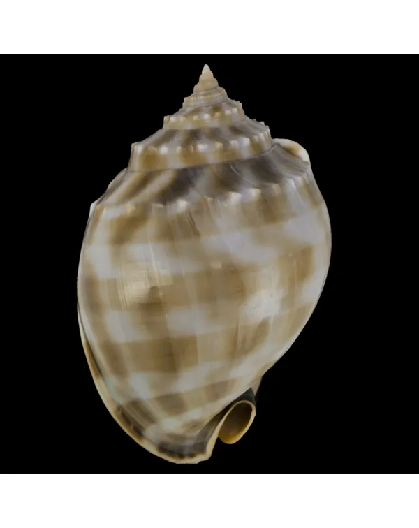 Phalium Bandatum 