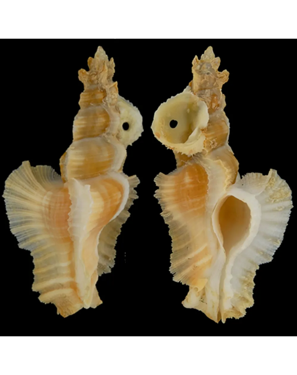 Pterynotus Elongatus