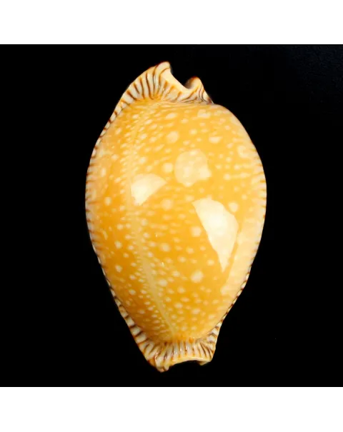 Cypraea Perisserosa