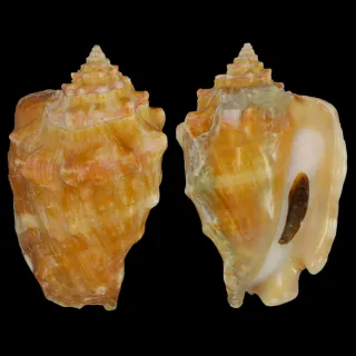 Persististrombus Latus Arenensis (2)