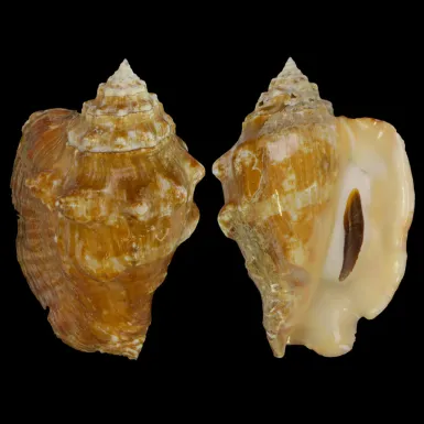 Persististrombus Latus Arenensis