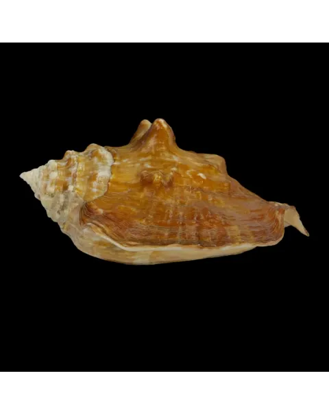 Persististrombus Latus Arenensis