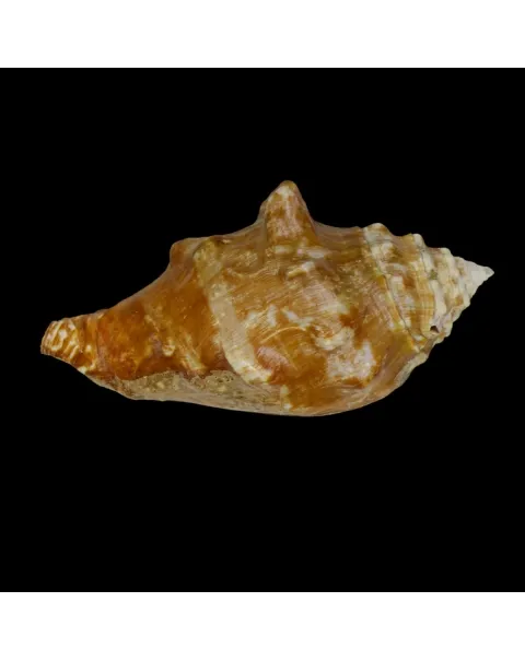 Persististrombus Latus Arenensis