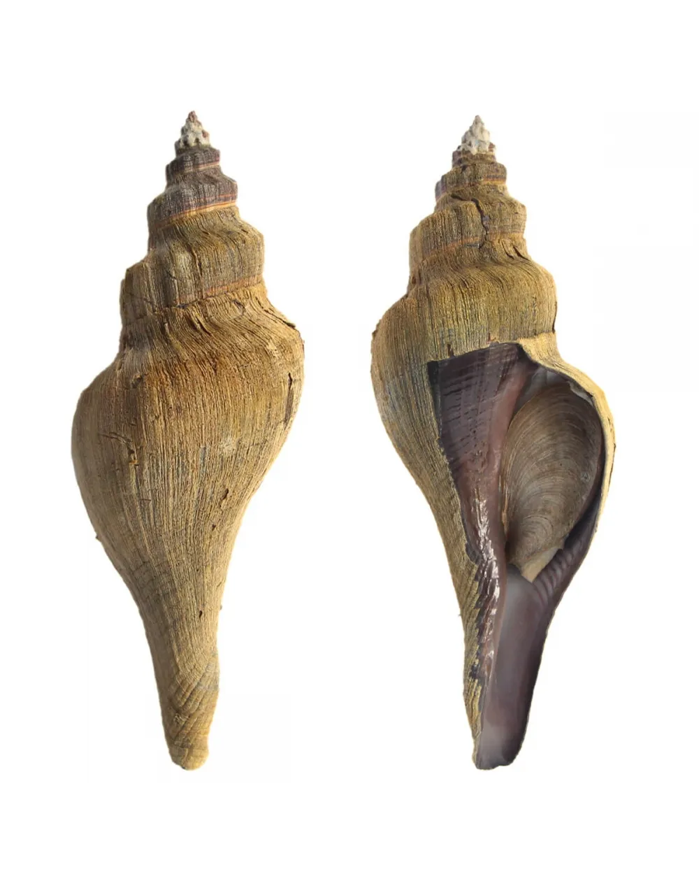Pugilina Morio
