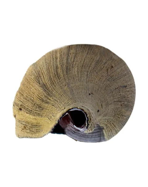 Pugilina Morio
