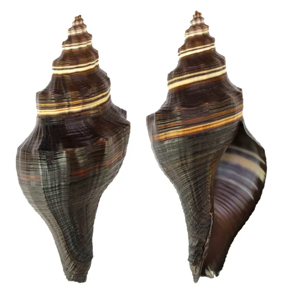 Pugilina Morio
