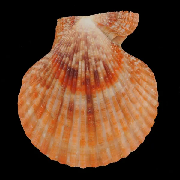 Mimachlamys Gloriosa